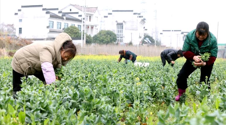 黄山旅游招聘信息_黄山旅游发展股份有限公司招聘_黄山旅游有限公司待遇