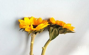 交强险自己全责怎么赔付