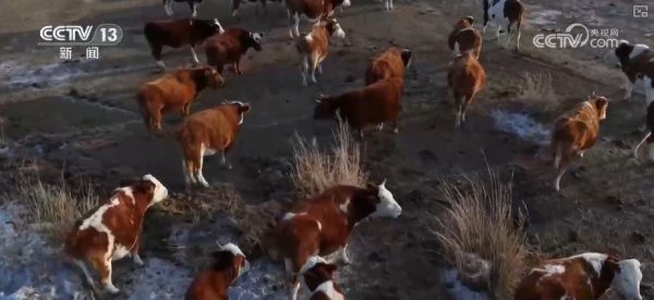 元旦粮油产品供应充足_蔬菜市场供应保障_今日生猪价格最新走势