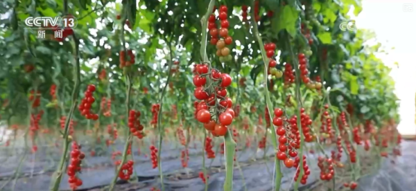 今日生猪价格最新走势_蔬菜市场供应保障_元旦粮油产品供应充足