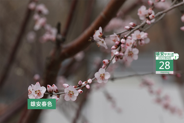 中交雄安投资有限公司_雄安新区启动区市政基础设施_雄安新区重点片区开发